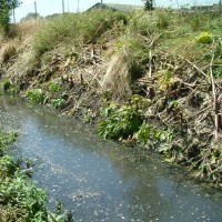 Giant Hogweed